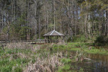 Newman Bataklıkları, Georgia 'da tahta yol ve çardak.