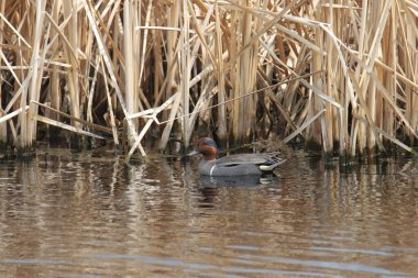 Yeşil kanatlı Teal (erkek) (ananas carolinensis) bazı kuyruklar arasında yüzüyor