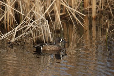 Mavi kanatlı Teal (erkek) sulak bir alanda yüzüyor.