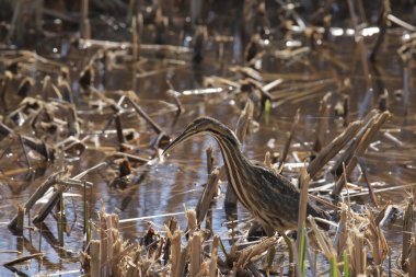 Amerikan Bittern (botaurus lenginosus) bataklıkta yiyecek arıyor
