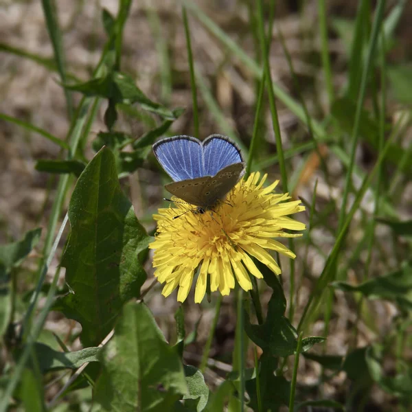 Papillon Bleu Commun Perché Sur Pissenlit — Photo