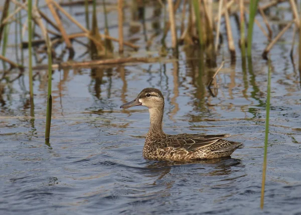 Blue Winged Teal Female Anas Discors Swimming Wetland — Stock Photo, Image