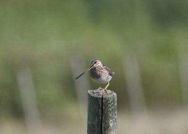 Wilson 's Snipe (gallinago delicata) tahtadan bir direğe tünemiştir.