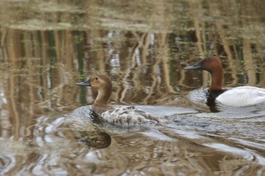 Bir çift Canvasback ördeği (aythya valisineria)