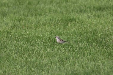 Kırpan Serçe (spizella passerina) çimenli bir çimenlikte