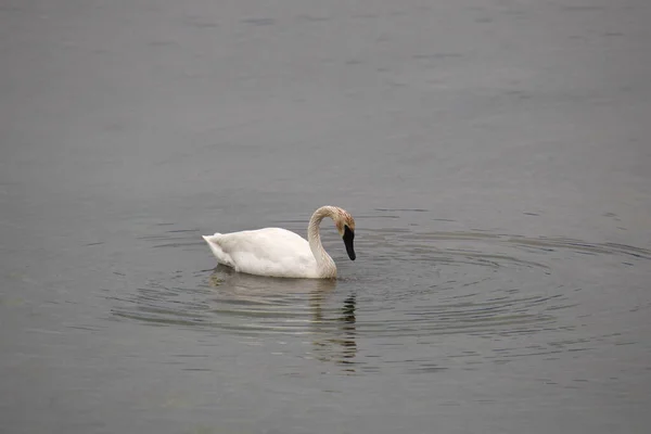 Trumpeter Swan Cygnus Buccinator Плаває Озері — стокове фото