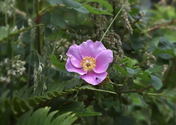 Singolo Fiore Rosa Selvatica Rosa Nutkana — Foto Stock