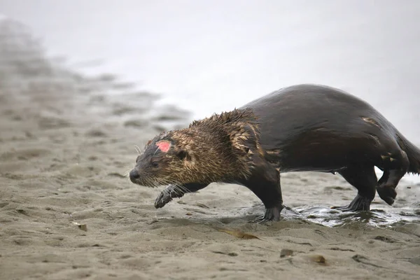 Sungai Otter Lontra Canadensis Berjalan Keluar Dari Beberapa Air Pantai — Stok Foto