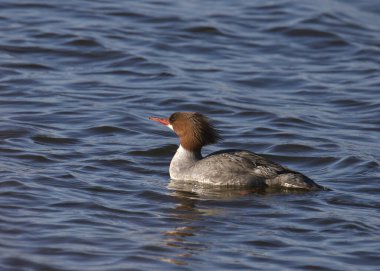 Gölde yüzen ortak Merganser (dişi) (mergus merganser)