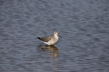 Daha büyük Sarıbacak (tringa melanoleuca) sığ sularda duruyor