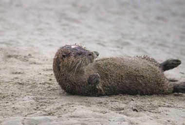 Nehir Samuru (lontra canadensis) kumsalda yuvarlanıyor