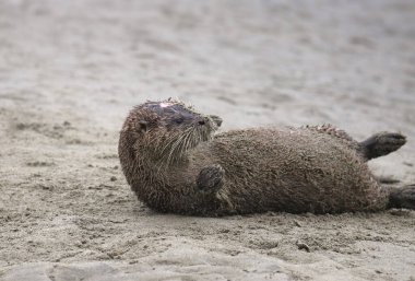 River Otter (lontra canadensis) rolling on a sandy beach clipart