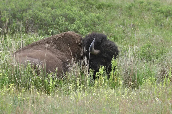 Plains Bison Búfalo Descansando Prado Herboso —  Fotos de Stock