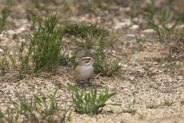 Clay-colored Sparrow (spizella pallida) foraging on the ground