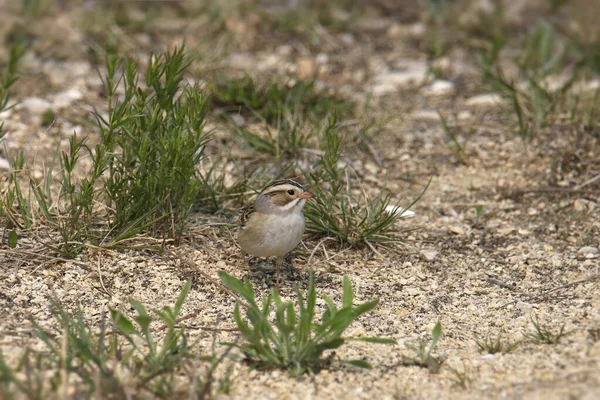 Clay-colored Sparrow (spizella pallida) foraging on the ground