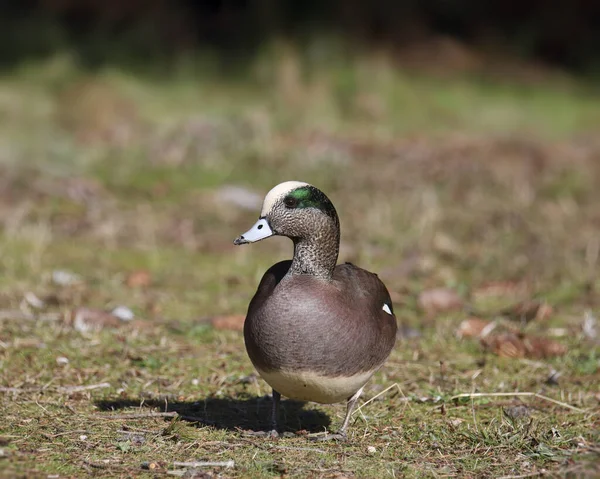 American Wigeon (male) (anas americana) standing on grassy ground