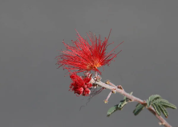 Tek Bir Calliandra California Çiçeğinin Yakınındayız — Stok fotoğraf