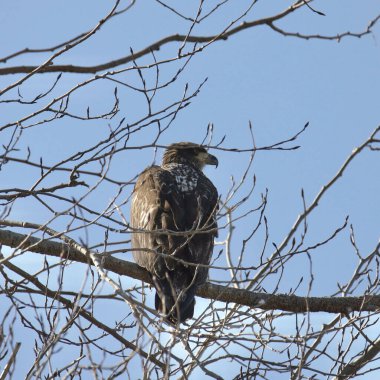 Kel Kartal (olgunlaşmamış) (haliaeetus leucocephalus) yapraksız bir ağaca tünemiştir.