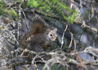 Doğu Gri Sincap (Sciurus carolinensis) bir ağaçta dengelendi