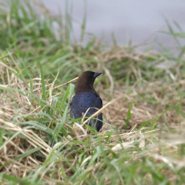 Kahverengi başlı Cowbird (molothrus ater) uzun çimenlerde oturuyor