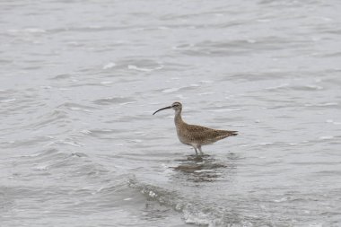Whimbrel (numenius phaeopus) sığ suda duruyor