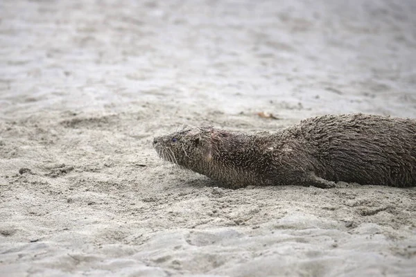 Rio Otter Lontra Canadensis Rolando Uma Praia — Fotografia de Stock