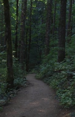 Hardy ve Rodney Falls 'a giden patika, Washington