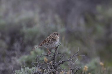 Vesper Serçesi (pooecetes gramineus) bir sagebrush 'a tünemiş.