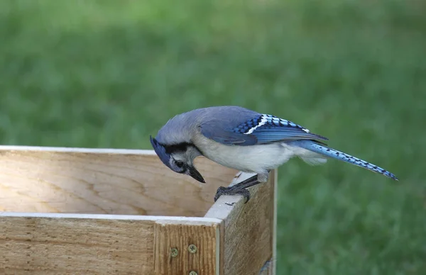 Blue Jay Cyanocitta Cristata Knackt Einen Samen Rand Eines Vogelfutterhäuschens — Stockfoto