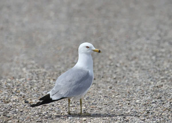 Ring Necked Gull Larus Delawarensis Standing Gravel Road — Stock Photo, Image
