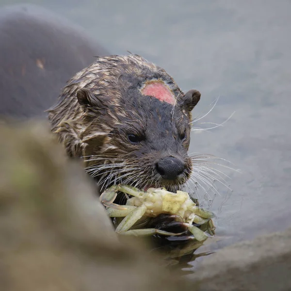 River Otter Lontra Canadensis Avec Une Grosse Blessure Tête Dégustant — Photo