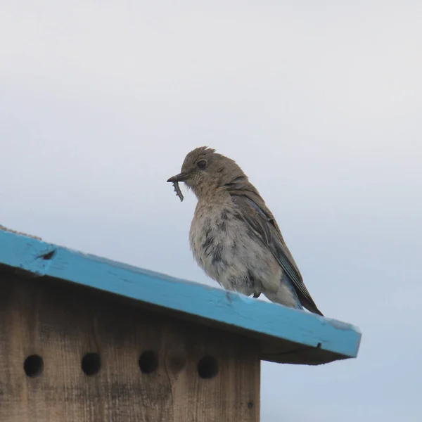 Mountain Bluebird Vrouwtje Sialia Currucoides Een Nestkastje Met Een Worm — Stockfoto