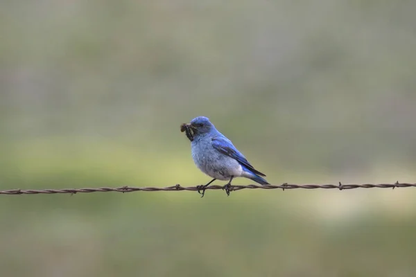 Mountain Bluebird Male Sialia Currucoides Perched Strand Barbed Wire Worm — Stock Photo, Image