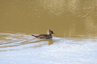 Kapüşonlu Merganser (dişi) (Lophodyte cullatus) kahverengimsi bir gölette yüzer