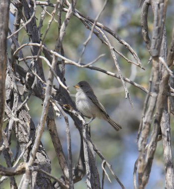 Verdin (olgunlaşmamış) (auriparus flaviceps) bir dallar karmaşasına tünemiş