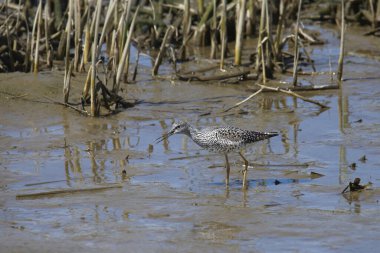 Büyük Sarıbacak (tringa melanoleuca) çamurlu bir sulak alanda yiyecek arıyor