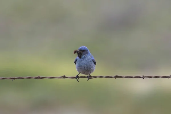 Horský Modrý Pták Samec Sialia Currucoides Sedí Vlákně Ostnatého Drátu — Stock fotografie