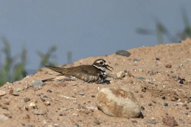 Killdeer (charadrius vociferus) bir göletin yanında çıplak bir zeminde oturuyor