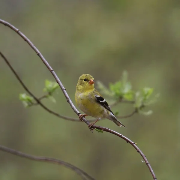 American Goldfinch Fêmea Spinus Tristis Empoleirado Ramo Folhoso — Fotografia de Stock
