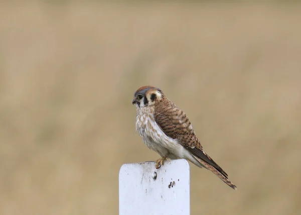 American Kestrel Female Falco Sparverius Perched Sign — Stock Photo, Image