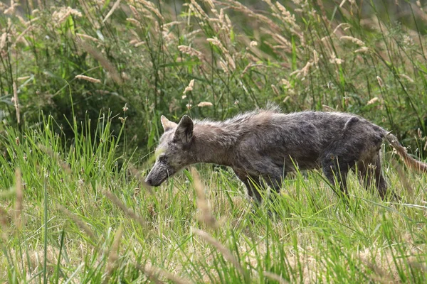 Сірий Вовк Новонароджений Canis Lupus Харчується Якійсь Високій Траві — стокове фото