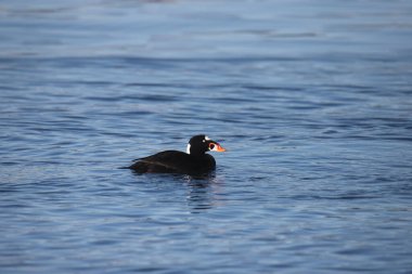 Sörf İskoç (erkek) (melanitta perspicillata) okyanusta yüzüyor
