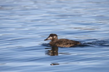 Sörf İskoç (dişi) (melanitta perspicillata) okyanusta yüzüyor