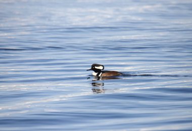 Kapüşonlu Merganser (erkek) (Lophoditler guguk kuşu) okyanusta yüzüyor