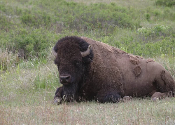 Bizon (bufalo) çimenlerde oturuyor.