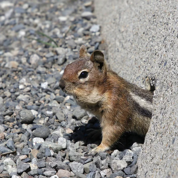 Golden Mantled Ground Squirrel Callospermophilus Lateralis Crawling Drain Hole Concrete — Stock Photo, Image