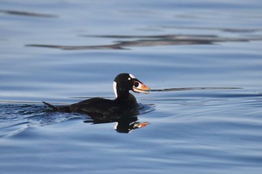 Sörf İskoç (erkek) (melanitta perspicillata) okyanusta yüzüyor