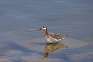 Wilson 's Phalarope (erkek) (phalaropus tricolor) sığ suda oturuyor