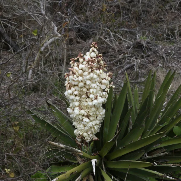 Tam Çiçeklenmiş Bir Hançer Yucca Yucca Gloriosa — Stok fotoğraf
