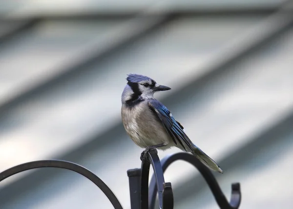 Blue Jay Cyanocitta Cristat Hockt Auf Einem Vogelfuttermast — Stockfoto